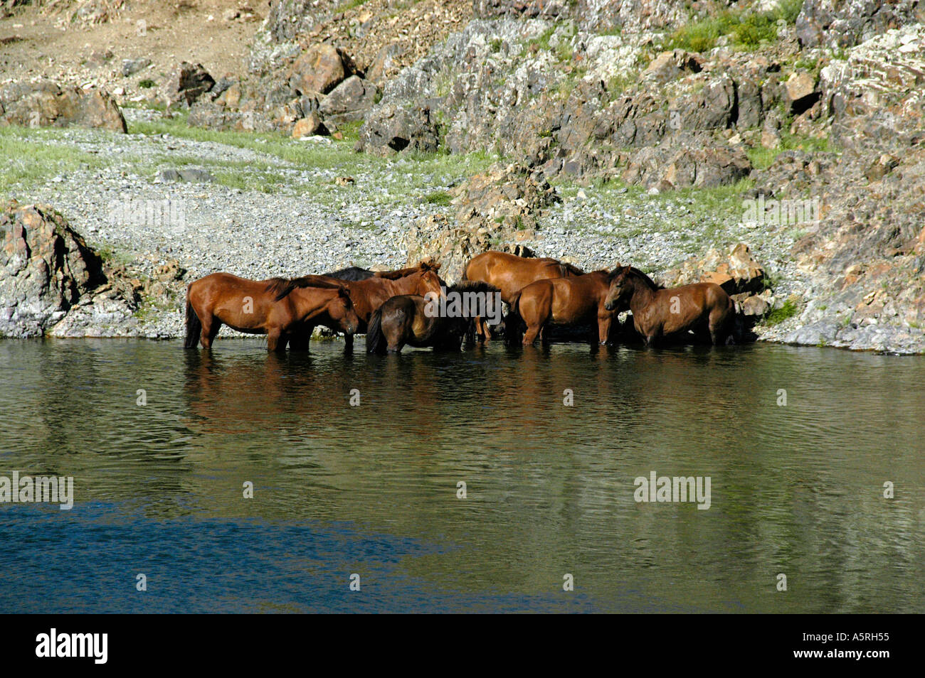 Horses standing in the water Mongolia Stock Photo