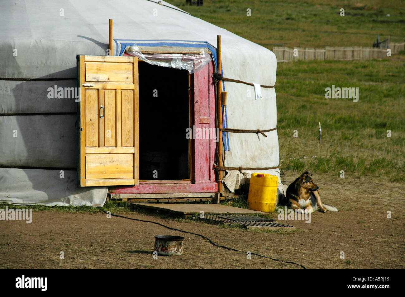 Dog and ger hi-res stock photography and images - Alamy