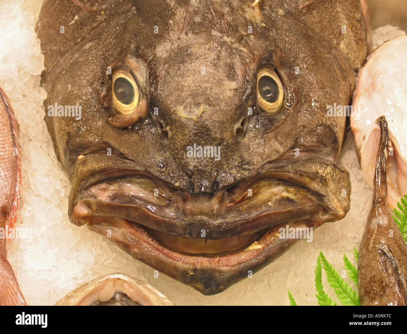 Fish lips hi-res stock photography and images - Alamy