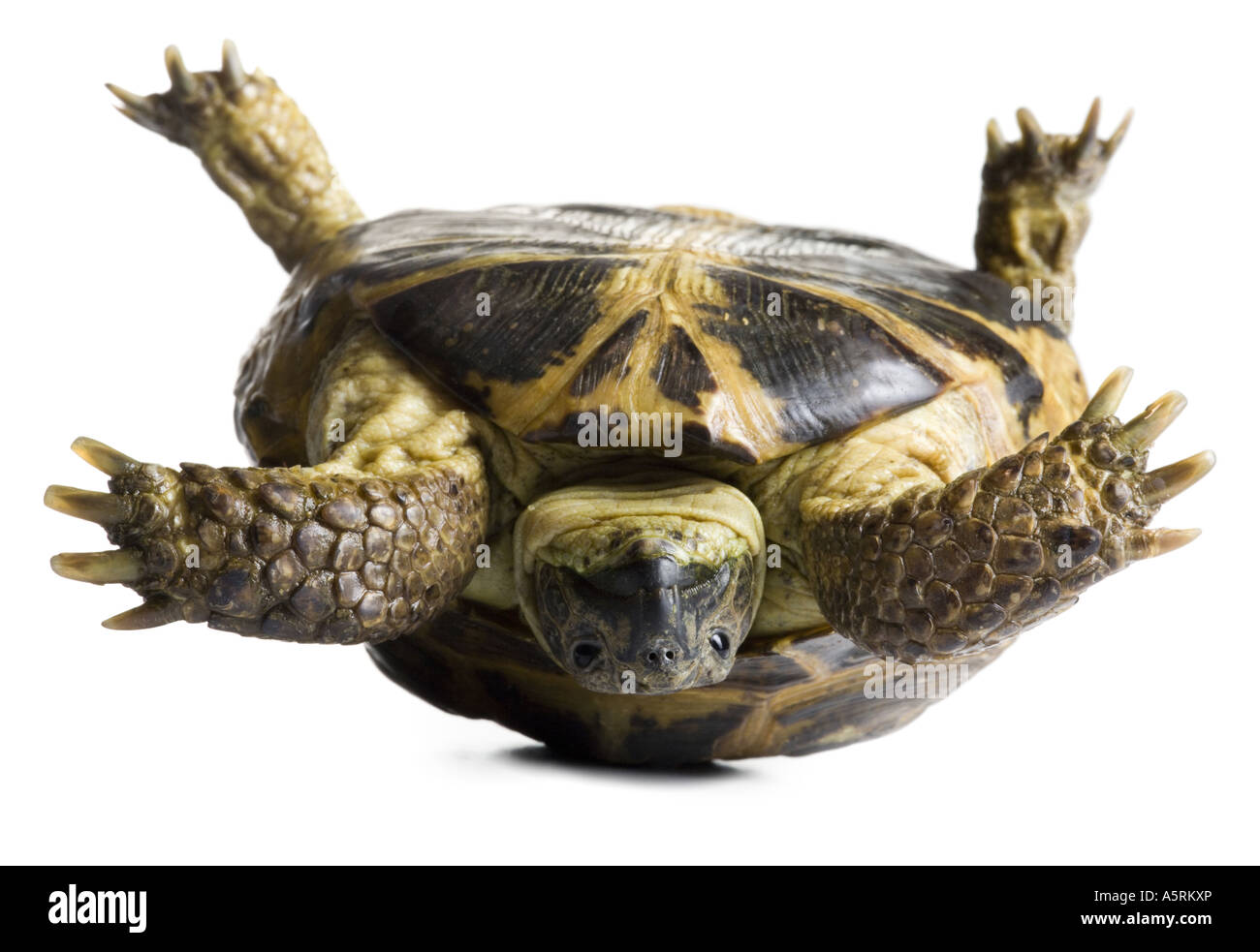 Upside down tortoise Stock Photo