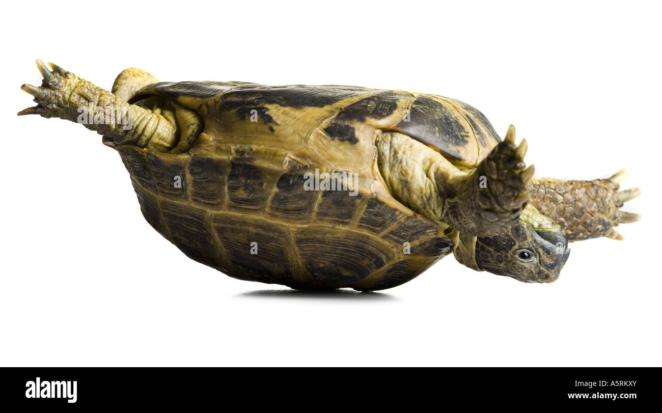 Upside down turtle hires stock photography and images Alamy