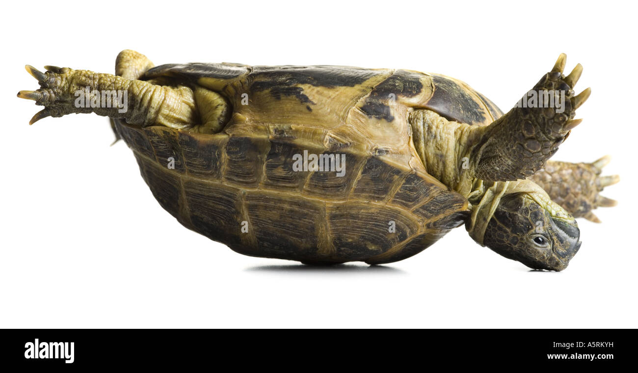 Tortoise falling over Stock Photo