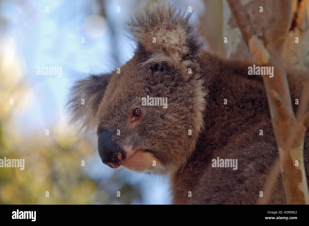 Koala at Stokes Bay on Kangaroo Island South Australia Australia Stock Photo