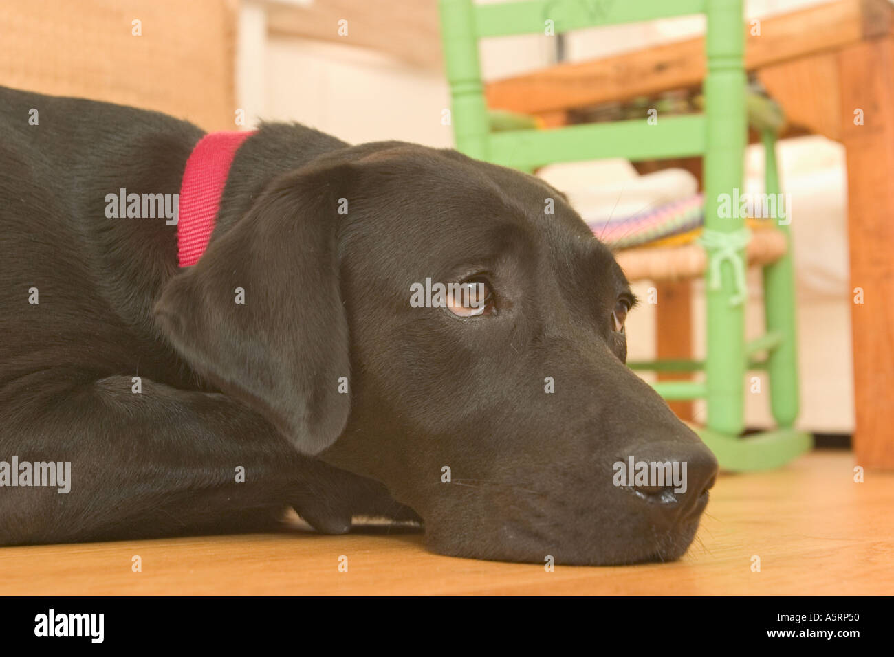 Black Labrador dog with red collar laying on floor in house Stock Photo
