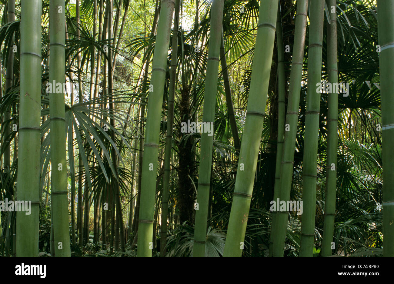 bamboo grove in botanical garden of André Heller in Gardone Riviera at Lake of Garda Italy Stock Photo
