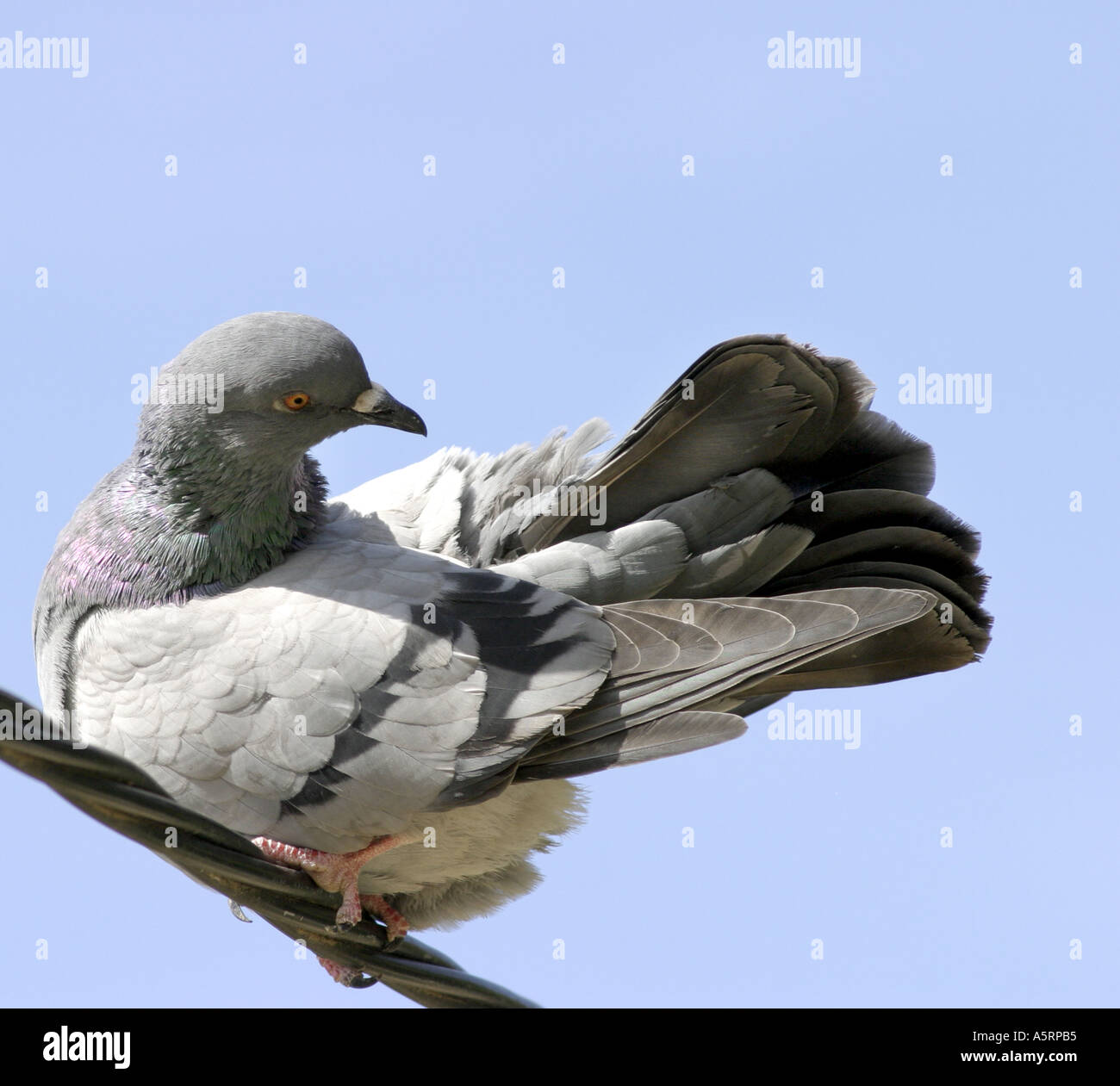 pigeon latin pipio -onis - LAROUSSE