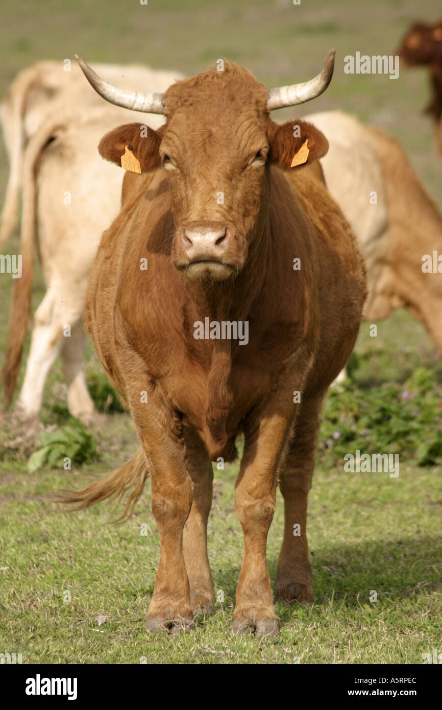 Cow in field amongst other cows Stock Photo