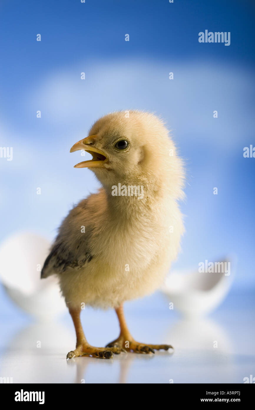 Newly hatched chickadee Stock Photo