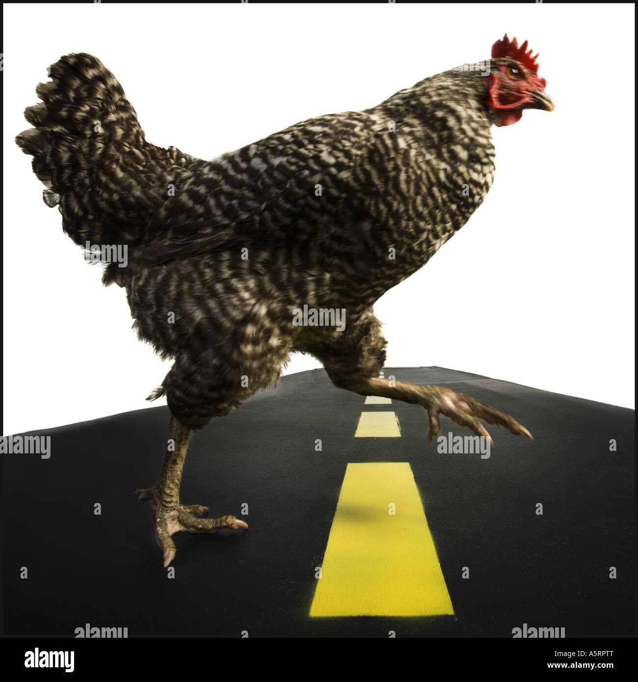 Chicken crossing road Stock Photo