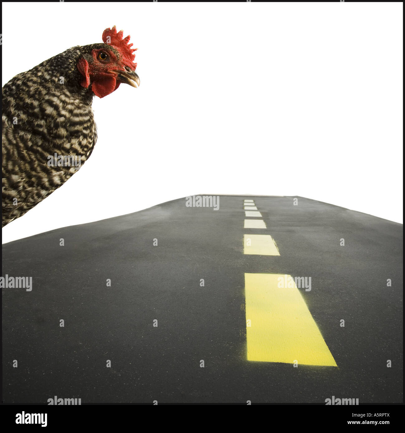 chicken-crossing-road-stock-photo-alamy