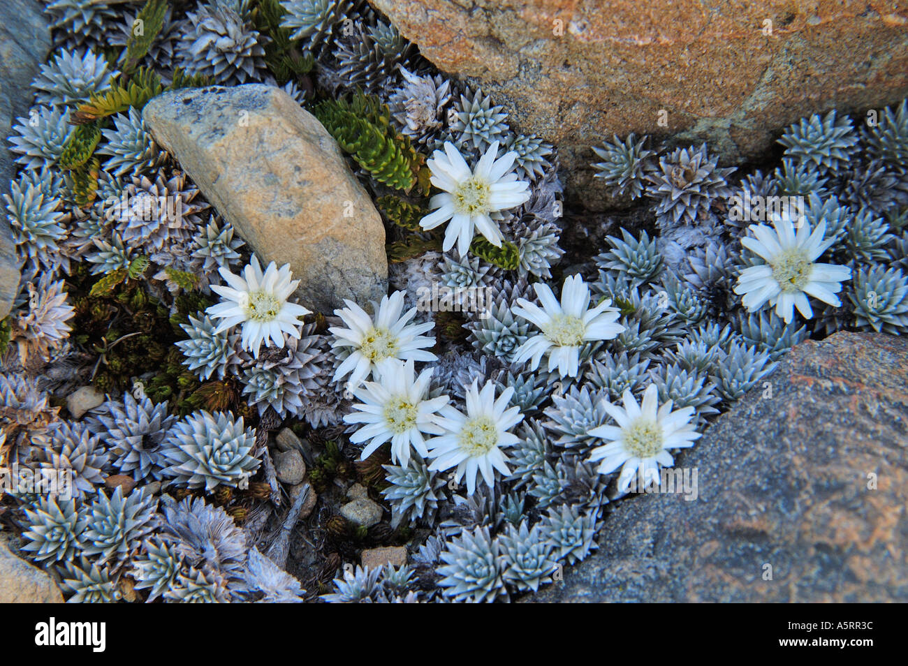 South Island Edelweiss Leucogenes grandiceps in Mt Cook Nationalpark New Zealand Stock Photo