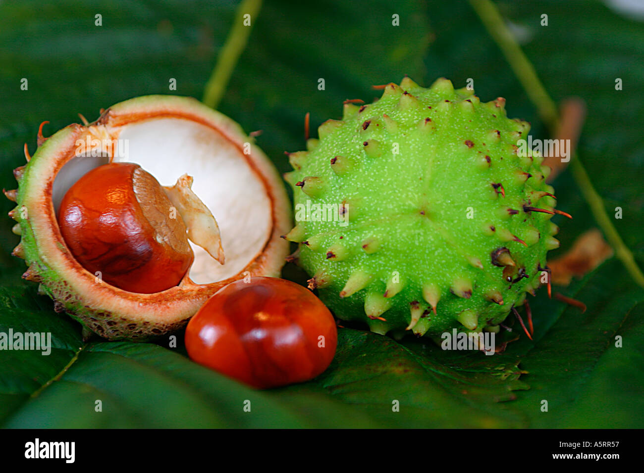 Horse Chestnut Fruit Stock Photo Alamy