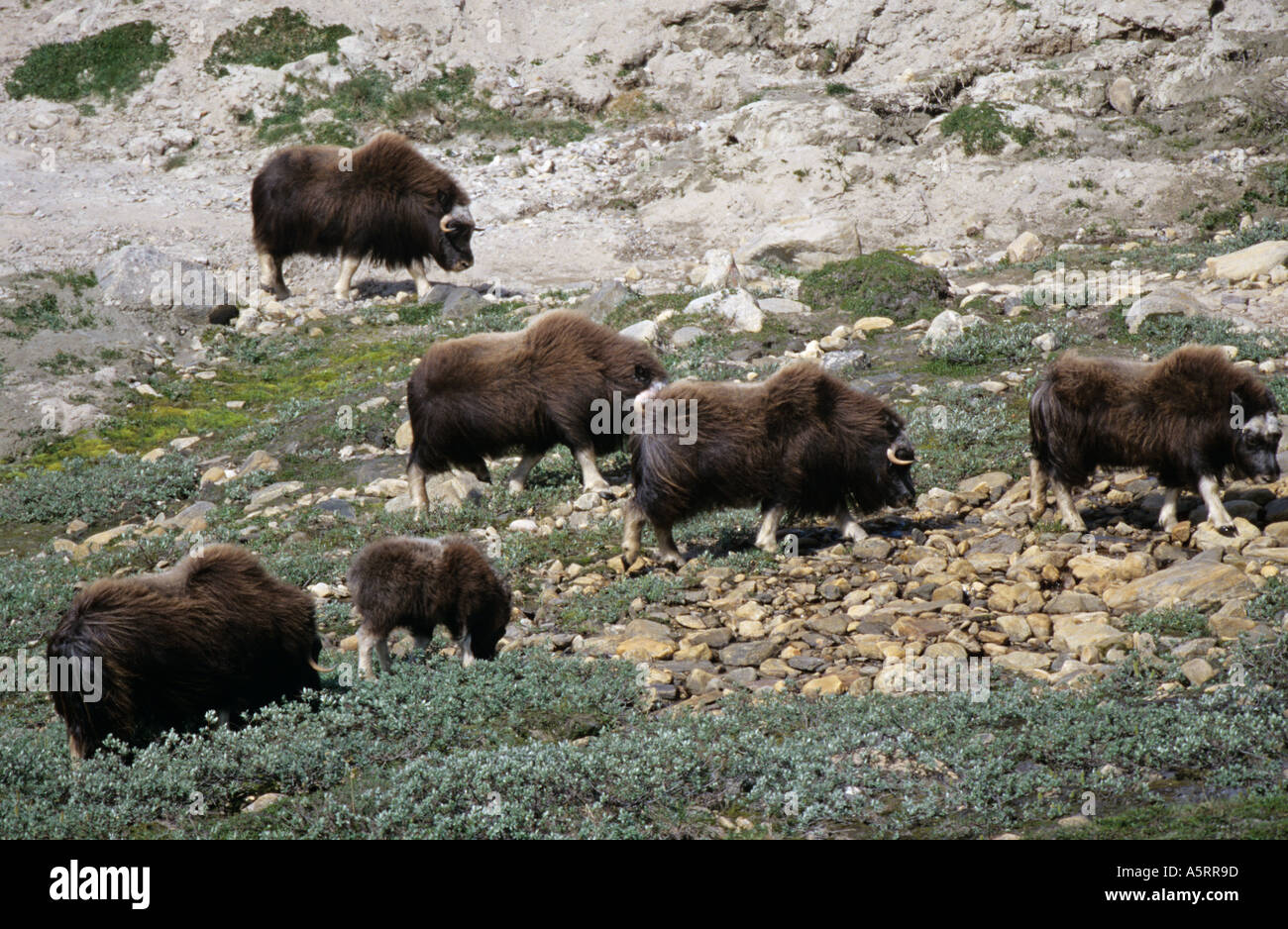 herd of musk oxen Ovibos moschatus in Dovrefjell Nationalpark Norway Stock Photo
