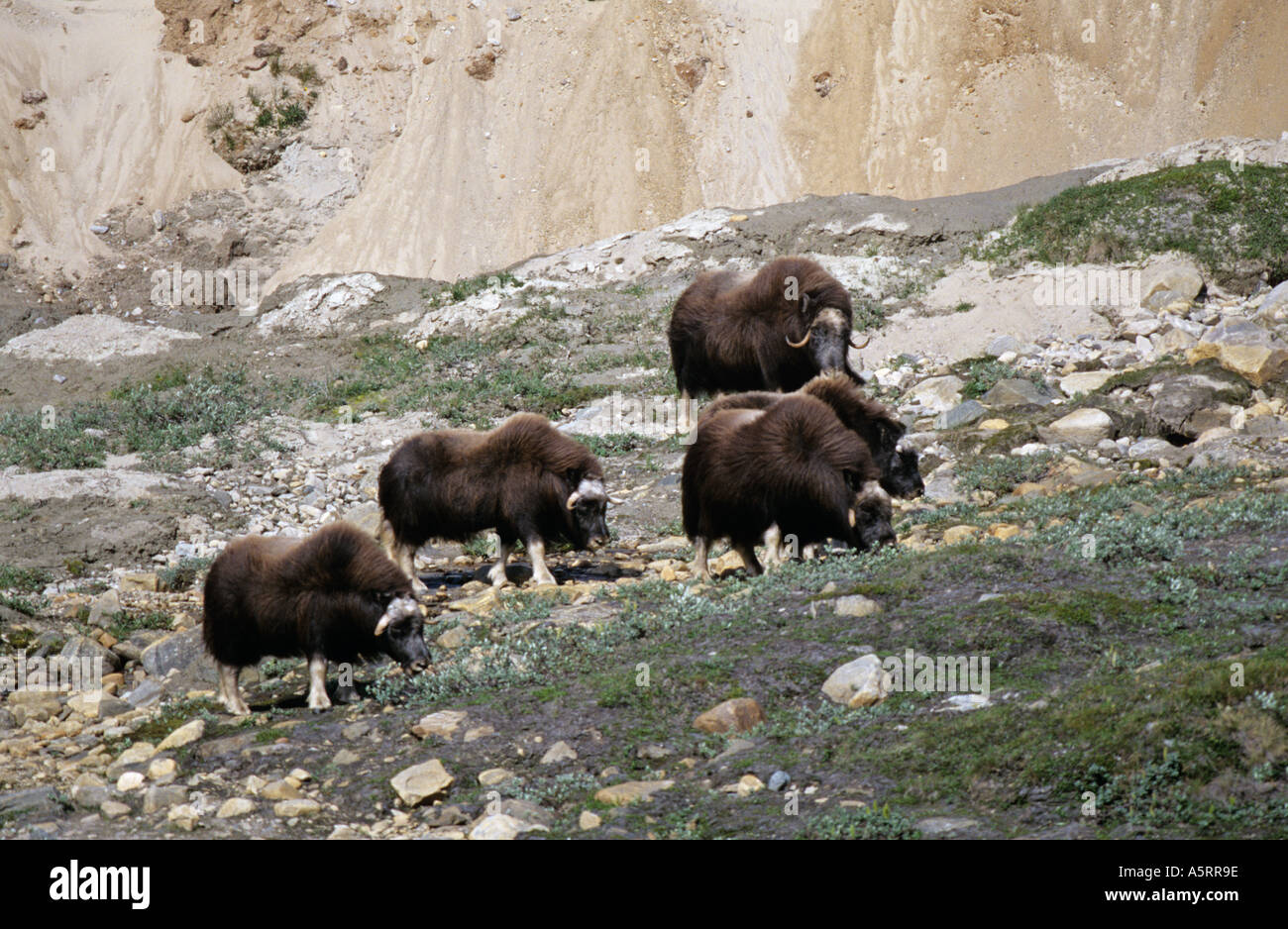 herd of musk oxen Ovibos moschatus in Dovrefjell Nationalpark Norway Stock Photo