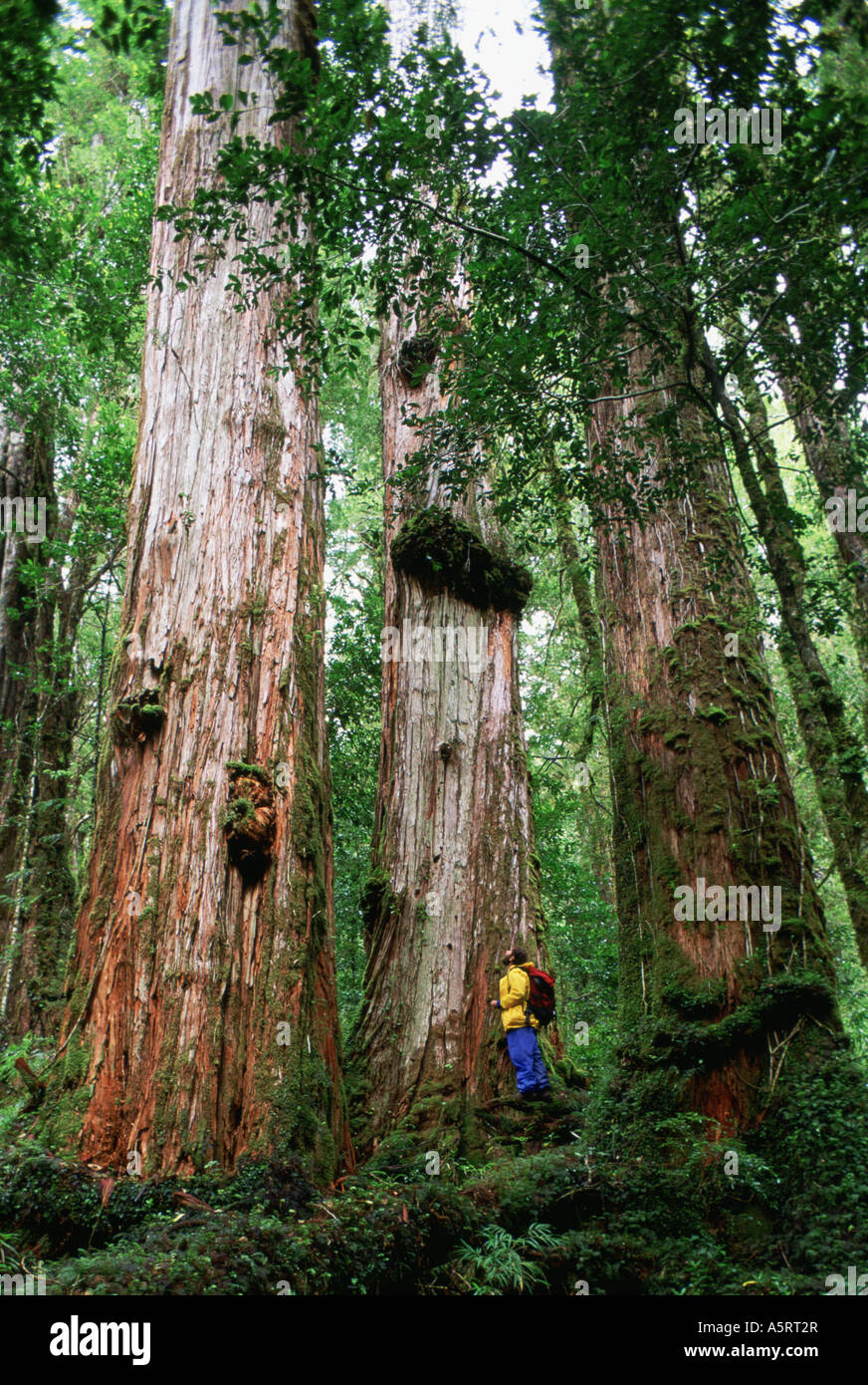 Hiker on log in ancient alerce forest near Puerto Montt Chile Stock Photo