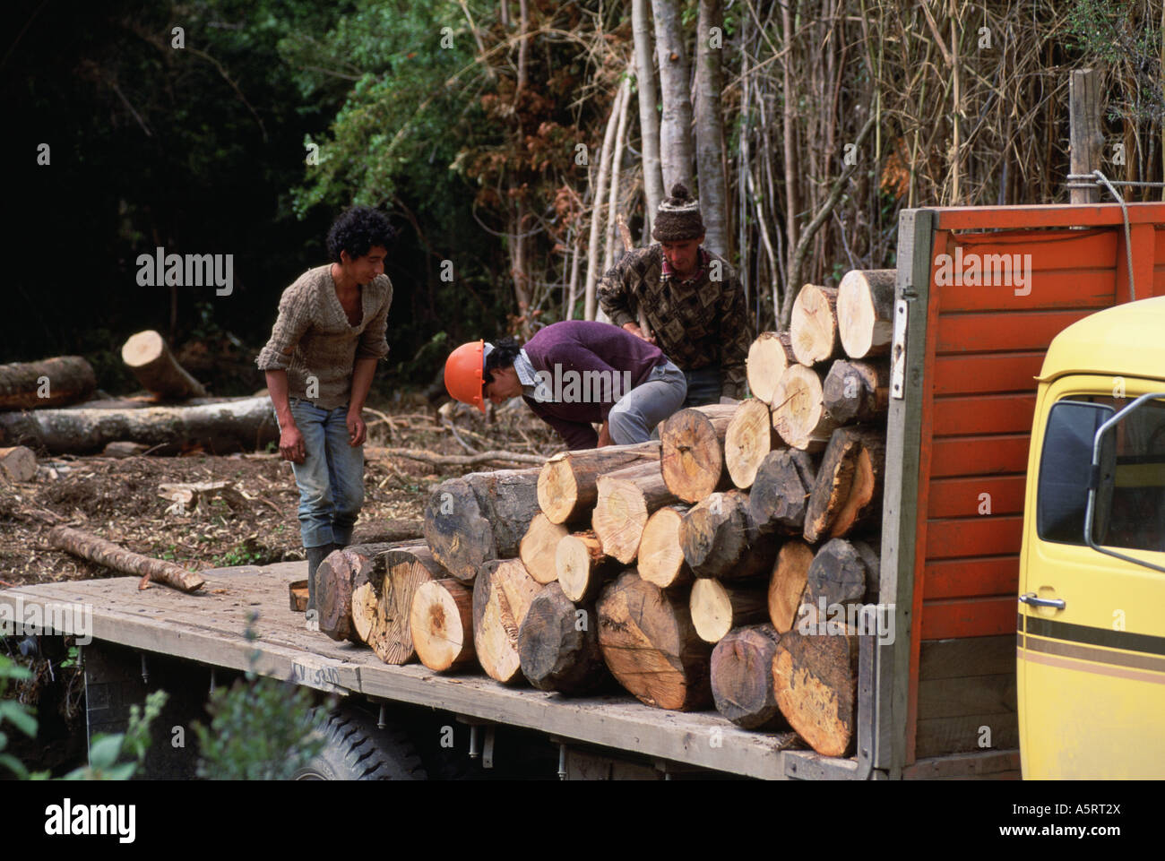 Logging at the edge of Alerce National Forest Chile Stock Photo