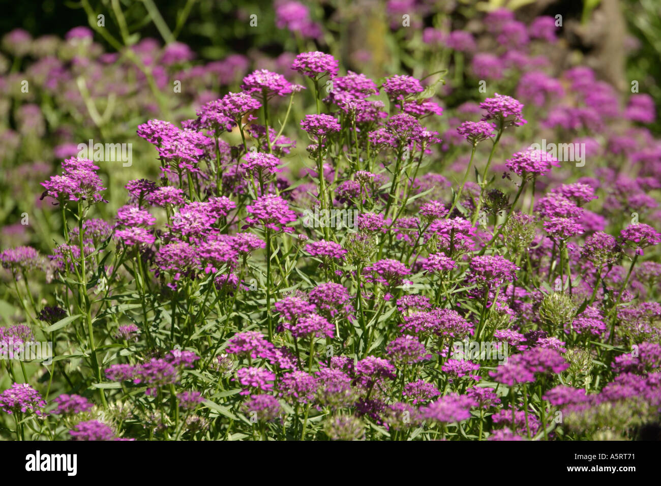Natural flowers hi-res stock photography and images - Alamy