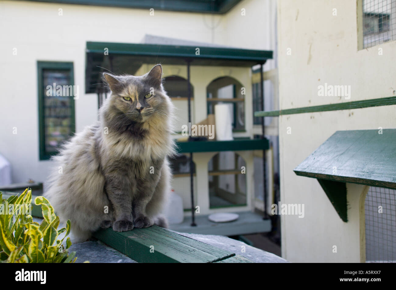 One Of The Famous House Cats At Ernest Hemingway Residence Key West Stock Photo Alamy,2 Bedroom Apartments For Rent In Philadelphia 19120
