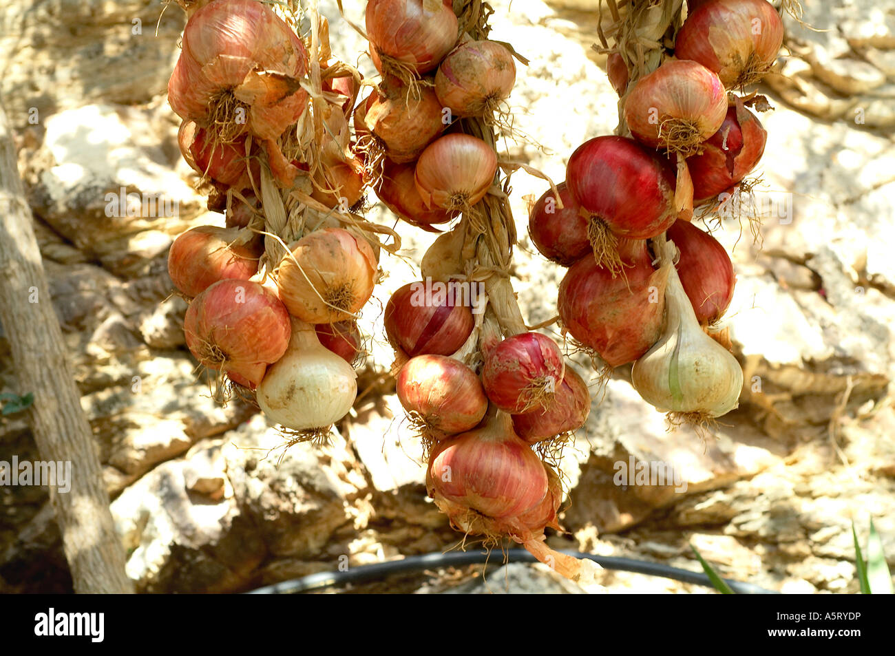 Ropes of onions hi-res stock photography and images - Alamy