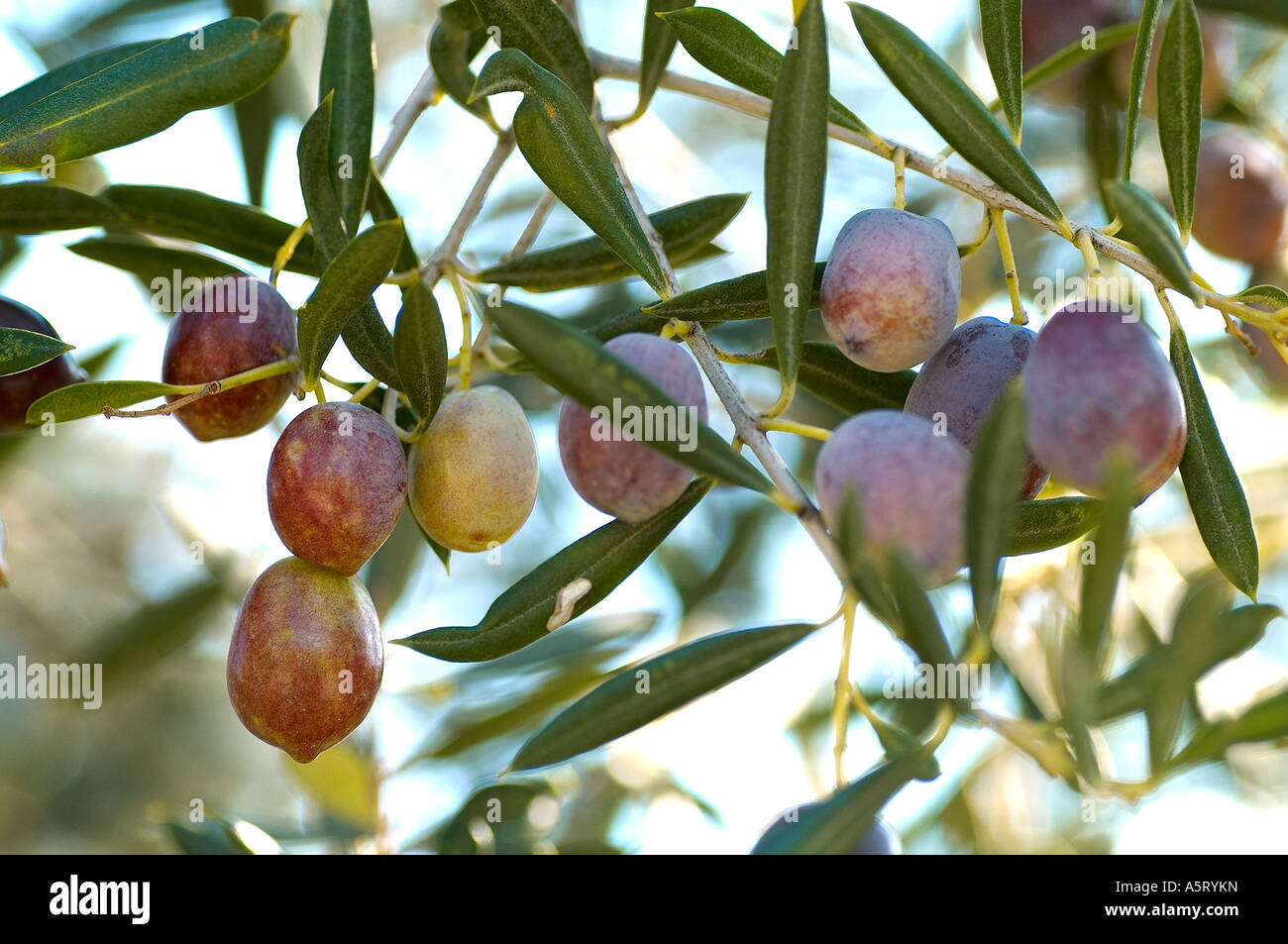 Branch of olive tree with olives ripening on it Stock Photo - Alamy