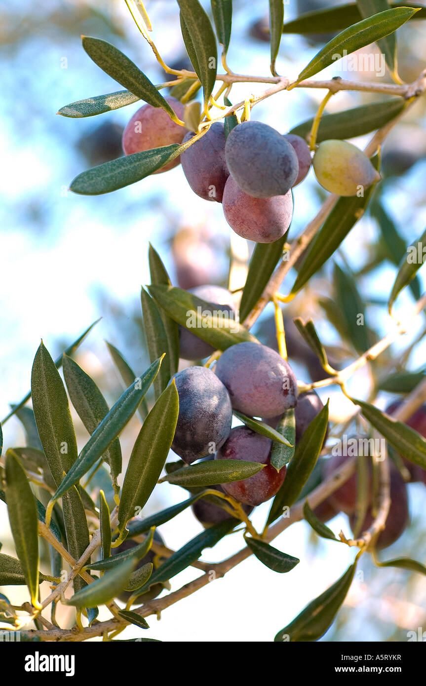Branch of olive tree with olives ripening on it Stock Photo Alamy