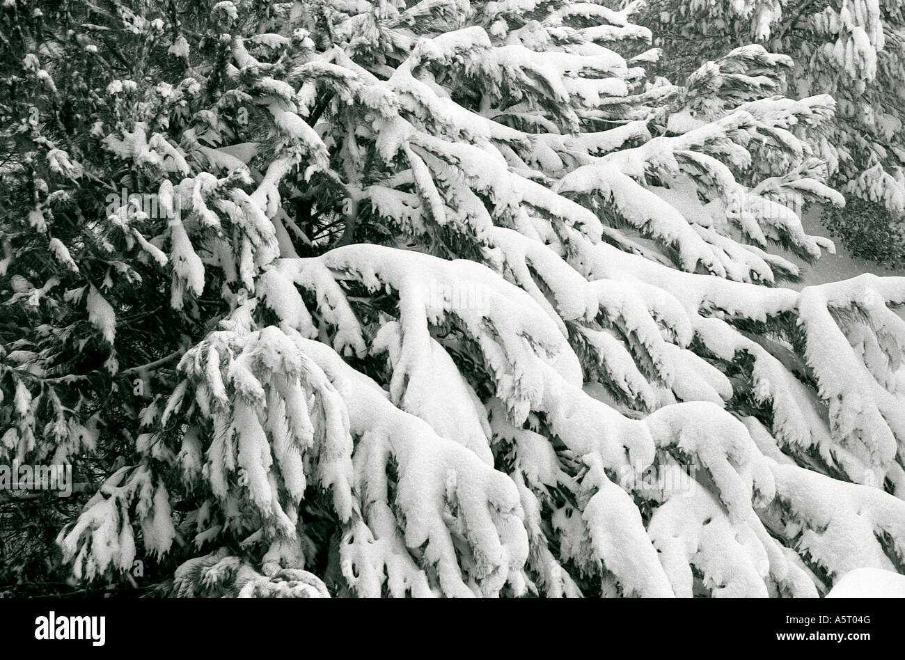 Pine trees covered with snow Stock Photo - Alamy