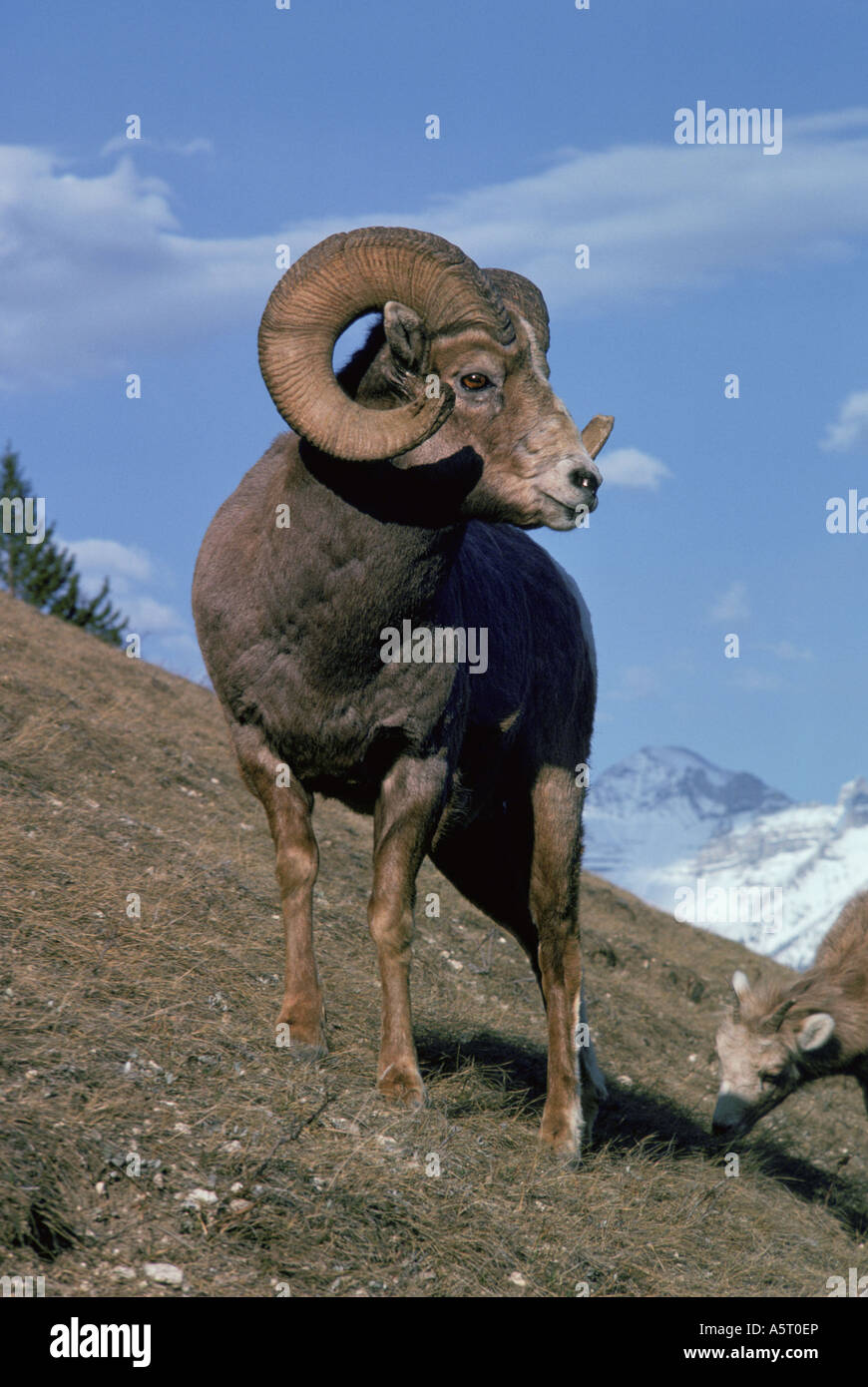 Bighorn ram Banff Alberta Canada Stock Photo - Alamy