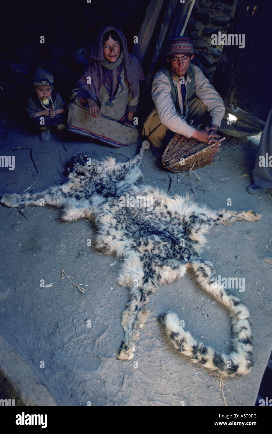 Snow Leopard pelt for sale by a Balti family Askole Pakistan Stock