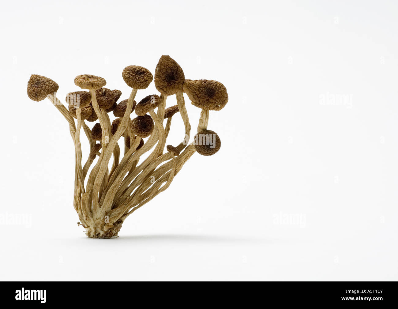 Dried shimeji mushrooms Stock Photo Alamy