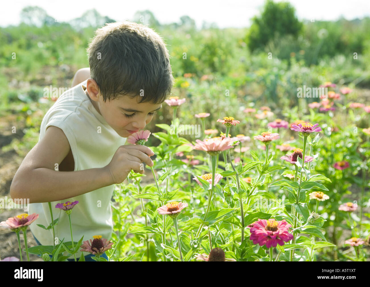 Boy smelling flower Stock Photo Alamy