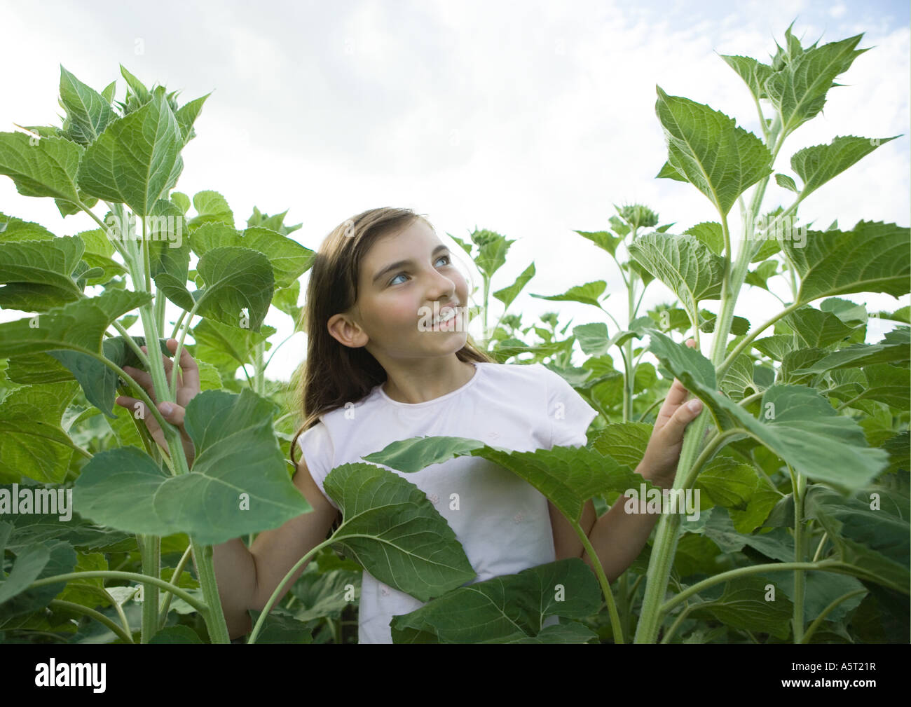 Girl standing in field of sunflower plants Stock Photo - Alamy