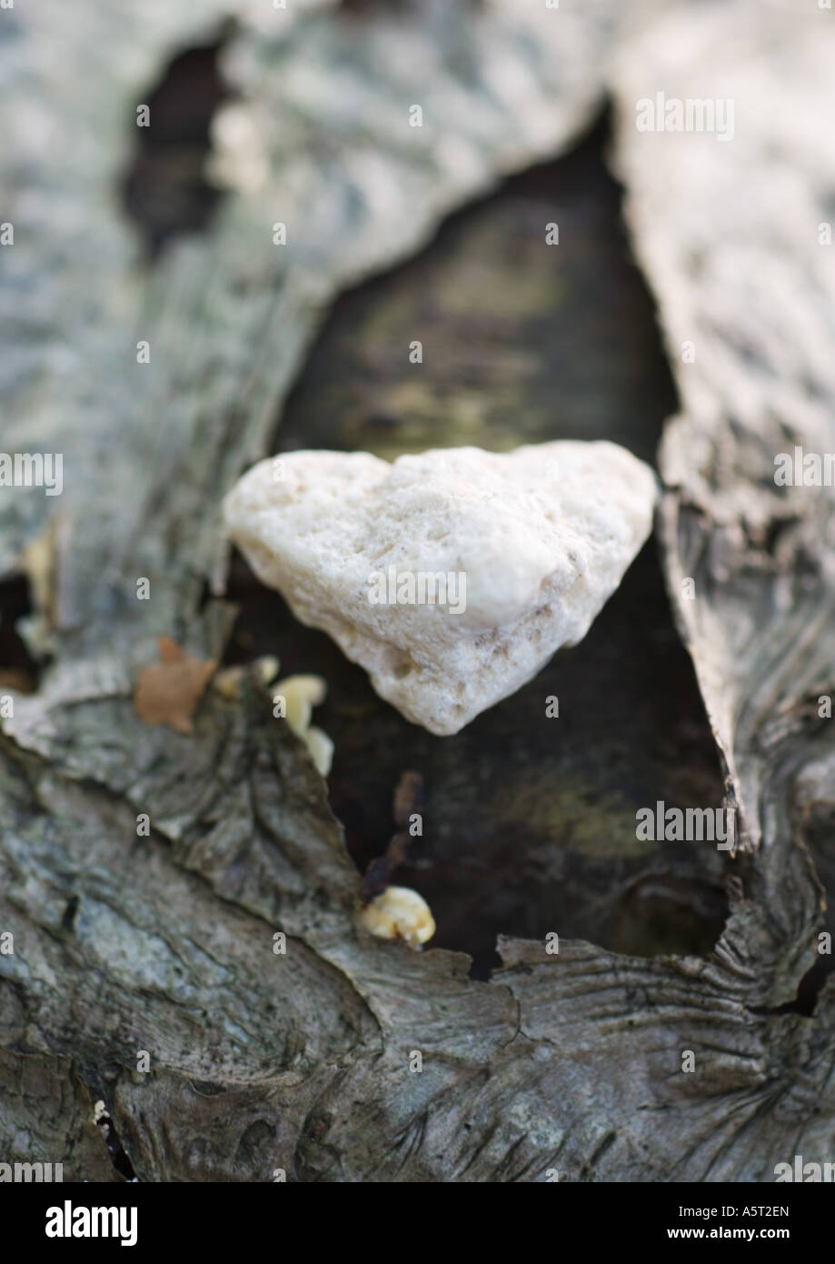 Abstractions in the stones hires stock photography and images Alamy