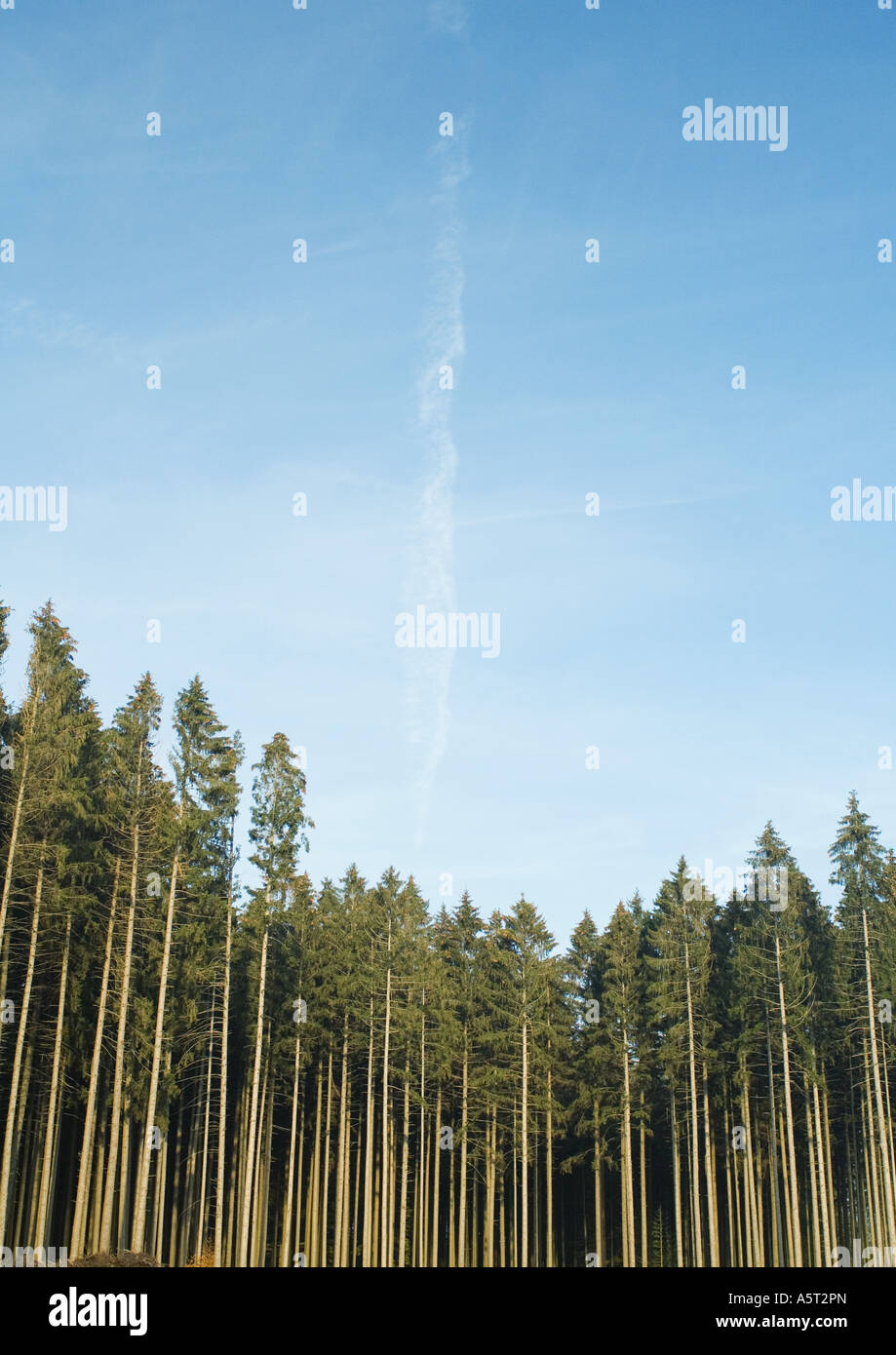 Low section pine tree hi-res stock photography and images - Alamy