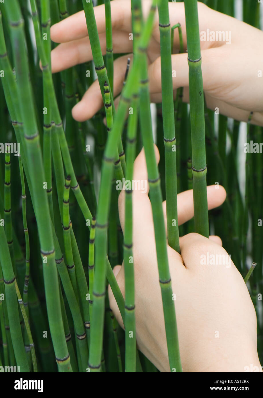 Hands touching rush stems Stock Photo