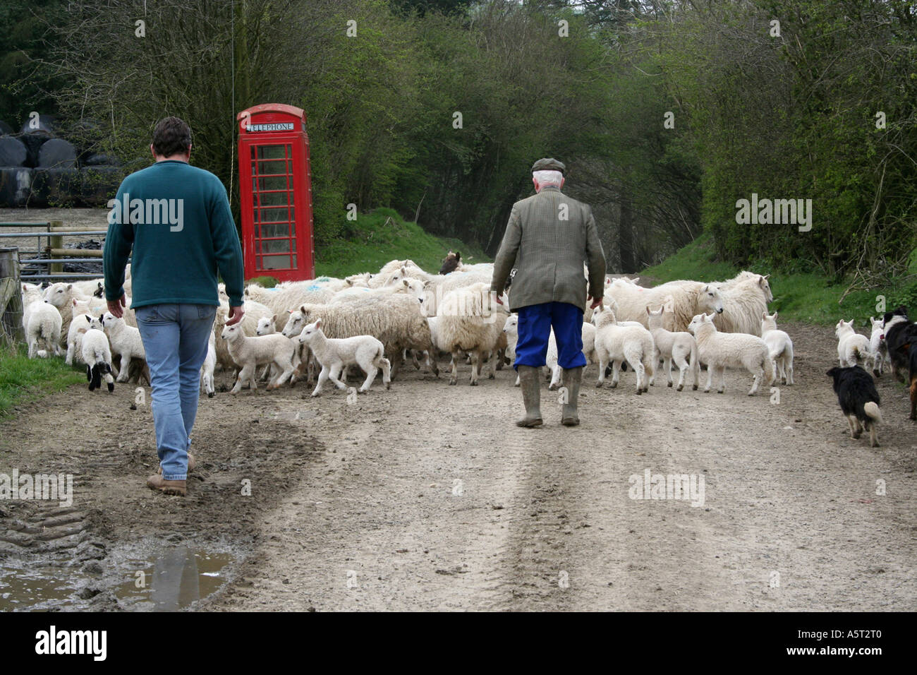 Two farmers and border collie sheep dogs rounding up a flock of sheep and spring lambs. Red telephone box. Farm in Wales. UK. Stock Photo