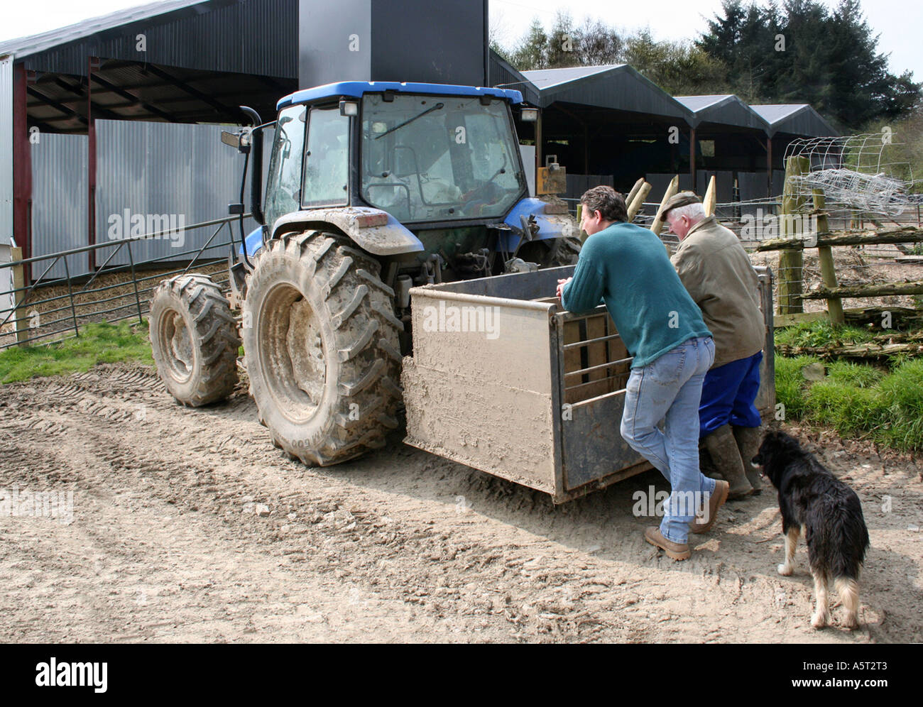 Two farmers talking while leaning on the trailer of a blue tractor. Border collie sheep dog. Farm in Wales. UK. Stock Photo