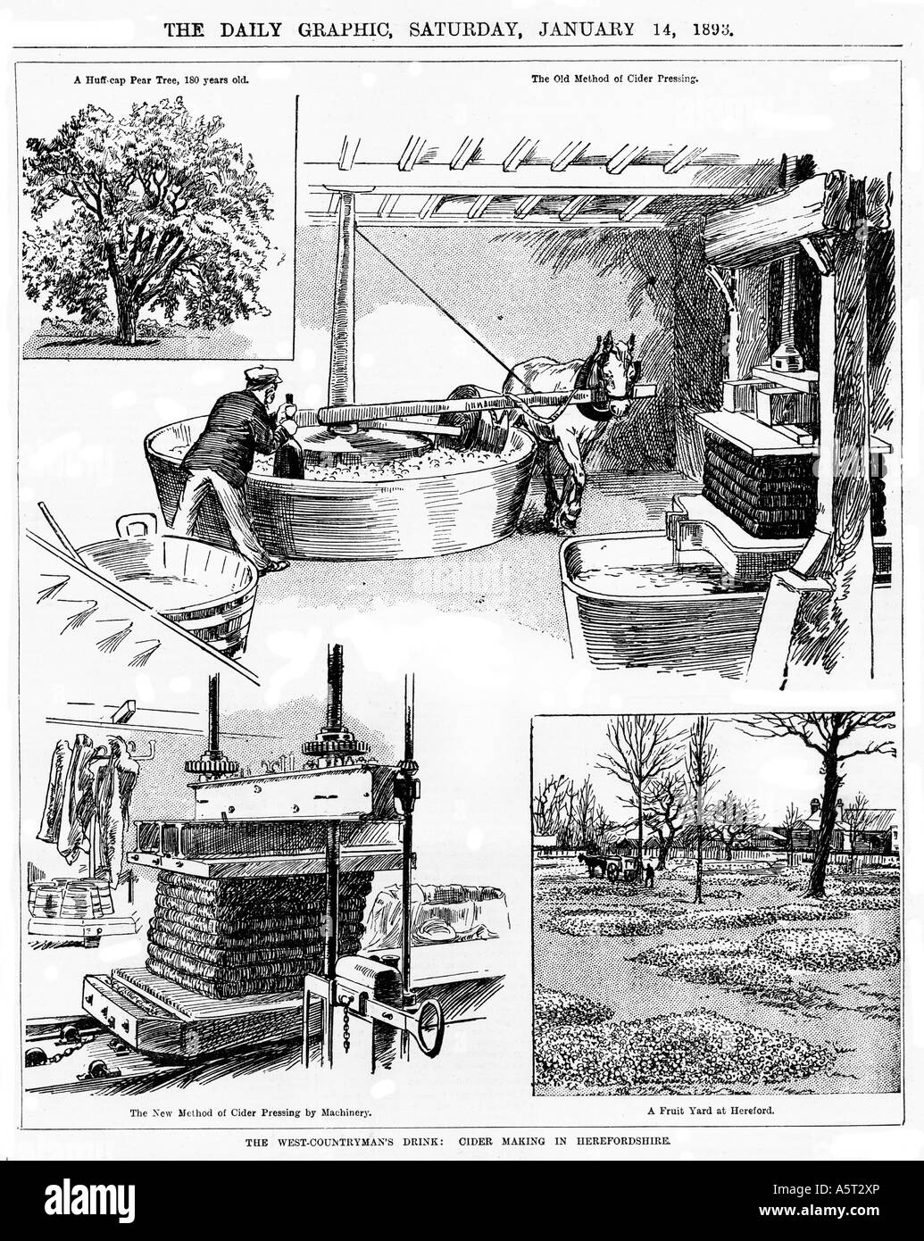 Cider Making in Herefordshire 1893 engraving of the Westcountrymans Drink from orchard to press Stock Photo