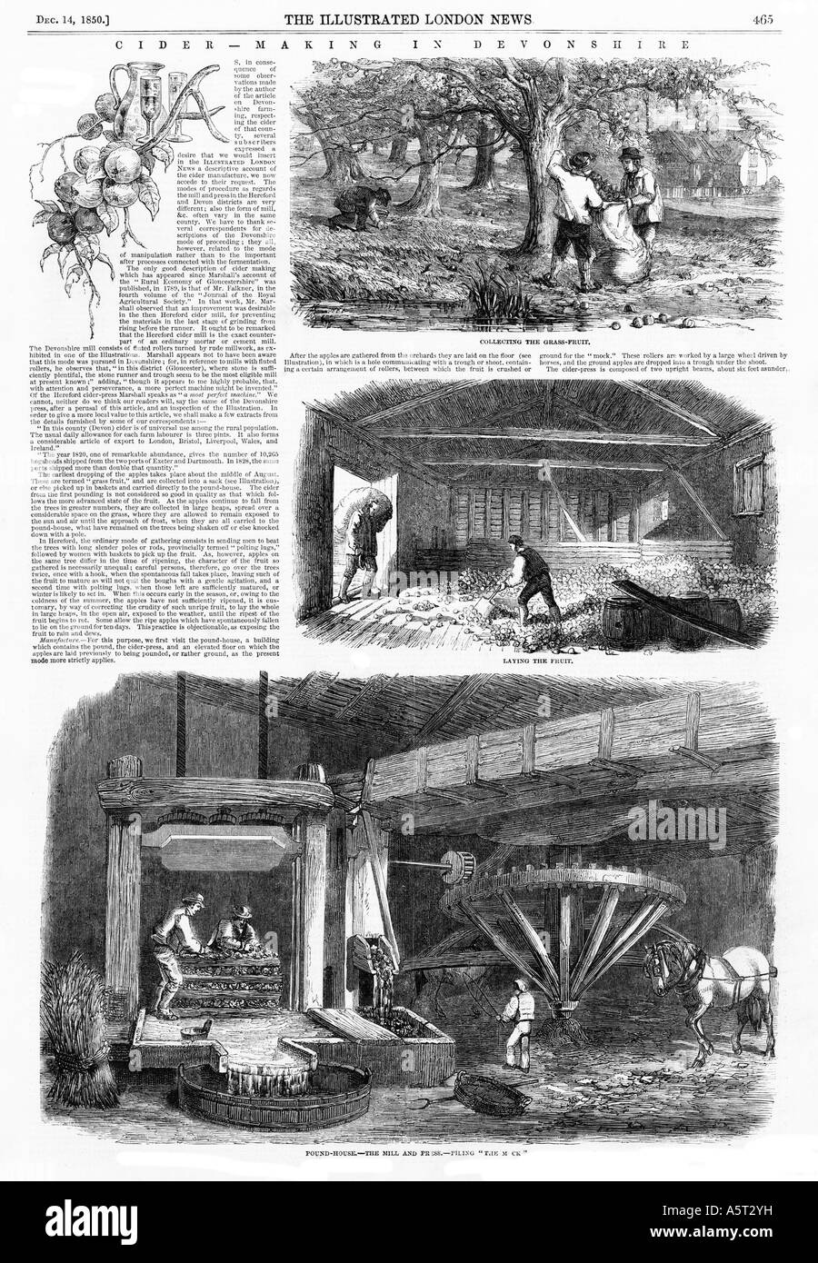 Cider Making in Devonshire 1850 magazine engravings of apple picking to pressing in the West Country Stock Photo