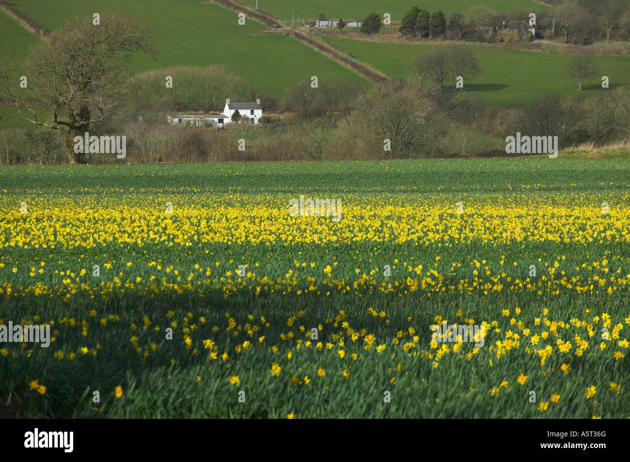 Field of daffodils Tenby Pembrokeshire Wales Stock Photo Alamy