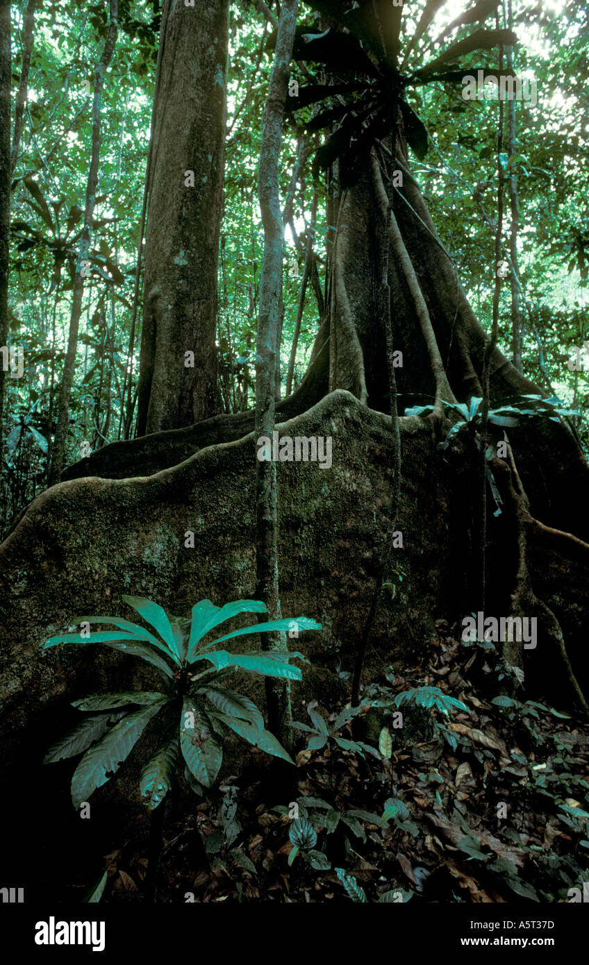 Tropical rainforest cameroon hires stock photography and images Alamy