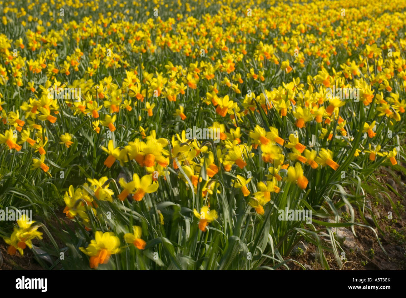 Field of daffodils Tenby Pembrokeshire Wales Stock Photo Alamy