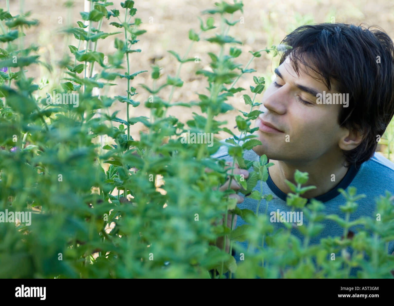 Man smelling mint growing outdoors, eyes closed Stock Photo - Alamy