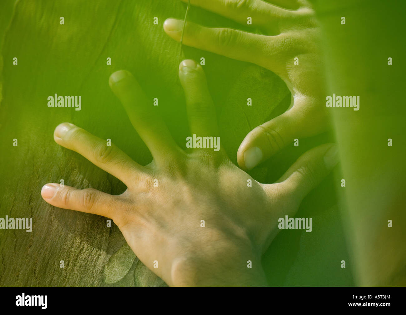 Man's hands on tree trunk Stock Photo