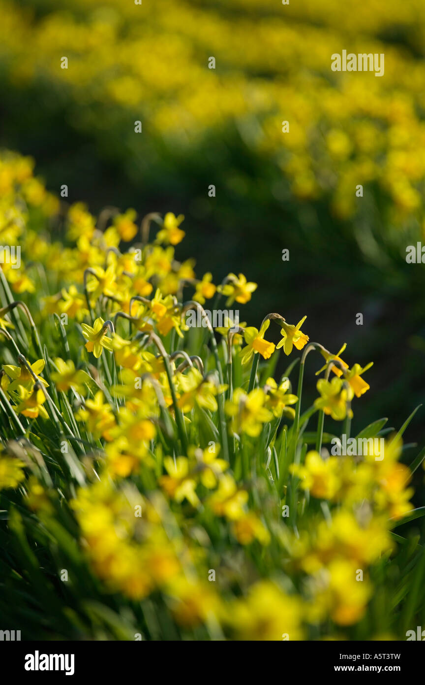 Field of daffodils Tenby Pembrokeshire Wales Stock Photo Alamy