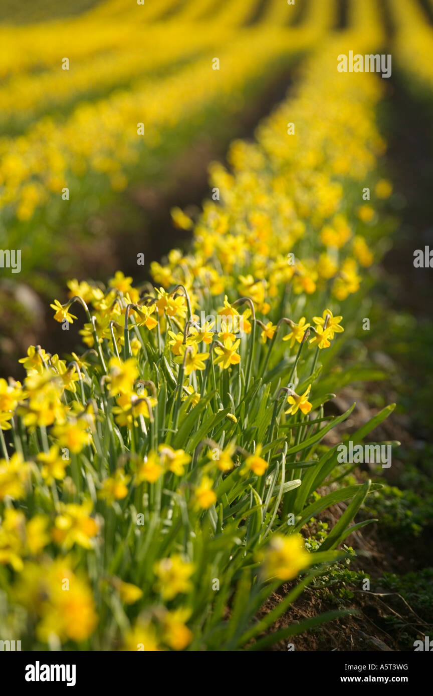 Field of daffodils Tenby Pembrokeshire Wales Stock Photo