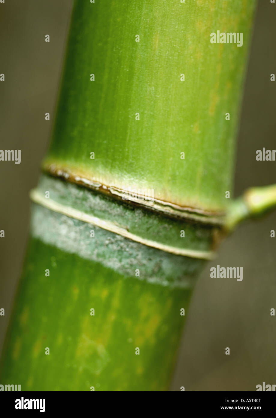 Bamboo stalk, extreme close-up Stock Photo