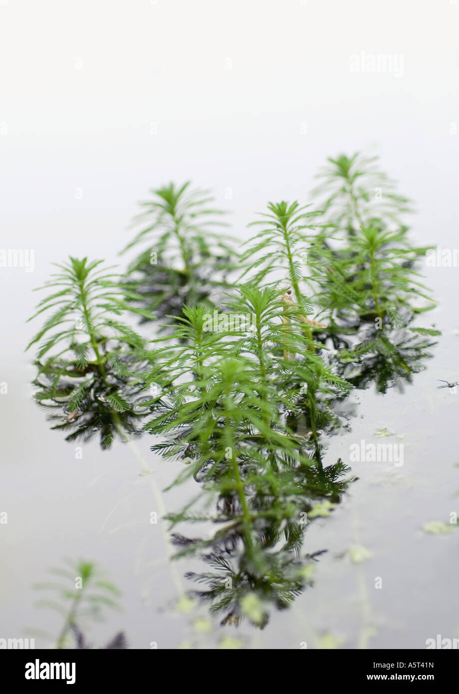 Waterplant nature water growth hires stock photography and images Alamy