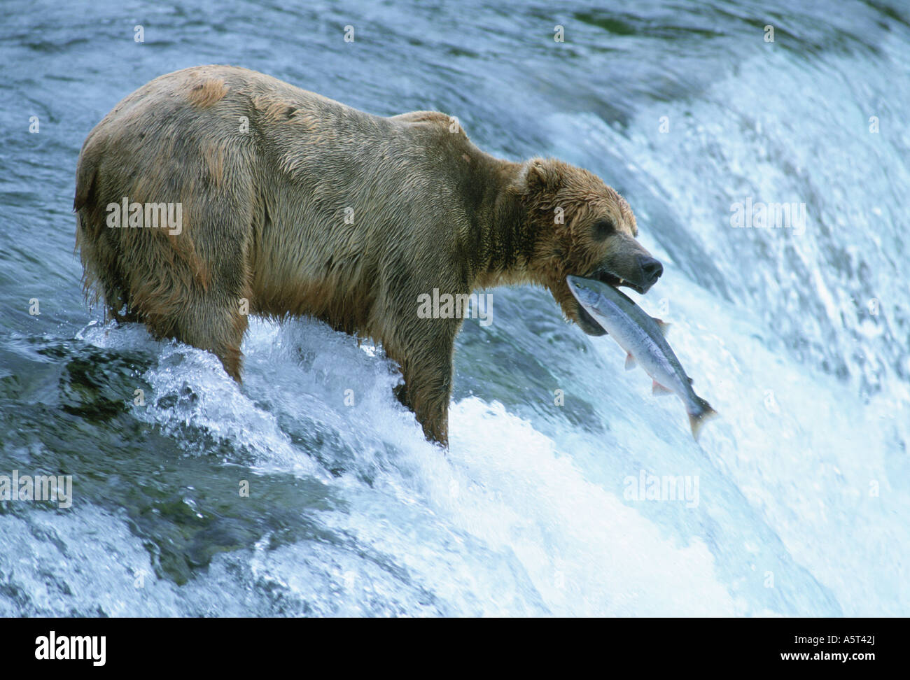 Alaskan brown grizzly bear catching Salmon Katmai National Park Alaska ...