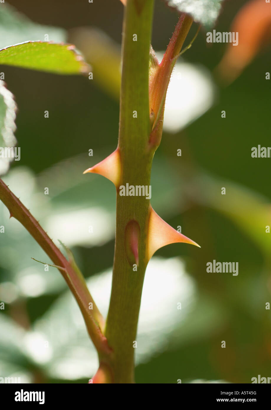 Thorns on rose stem, extreme closeup Stock Photo Alamy