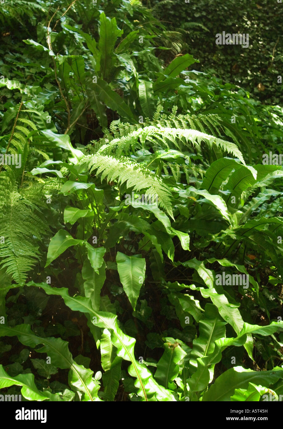 Fern varieties hi-res stock photography and images - Alamy
